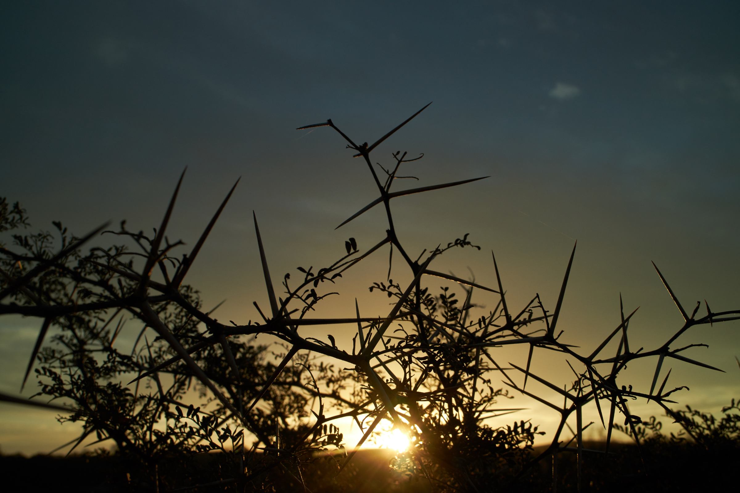 Bontebok_National_Park[1].webp
